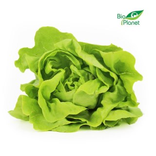 SAŁATA MASŁOWA ŚWIEŻA BIO (POLSKA) (około 0,12 kg)