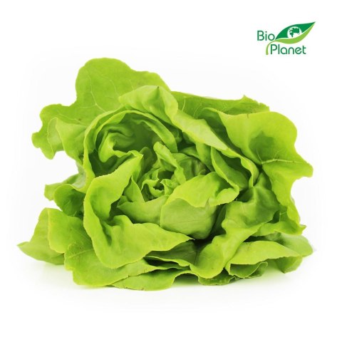 SAŁATA MASŁOWA ŚWIEŻA BIO (POLSKA) (około 0,12 kg)