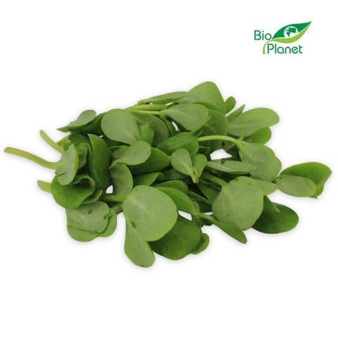 PORTULAKA ŚWIEŻA NIEMYTA BIO (POLSKA) (około 50 g)